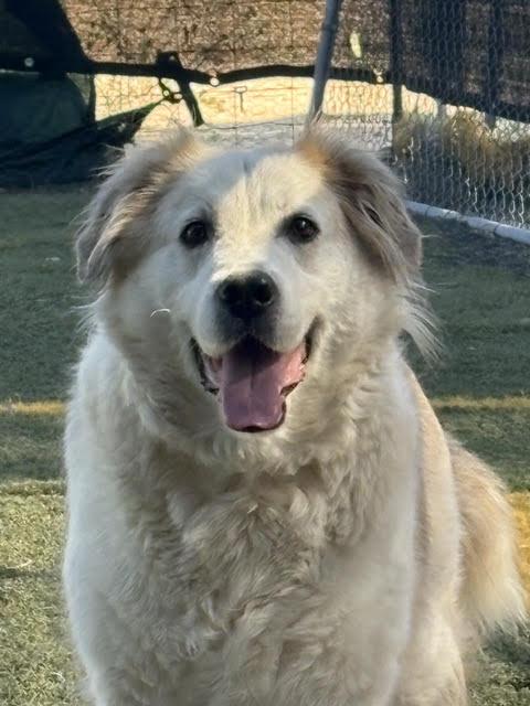 Auggie, a Adoptable Great Pyrenees in San Diego, CA image 3/3
