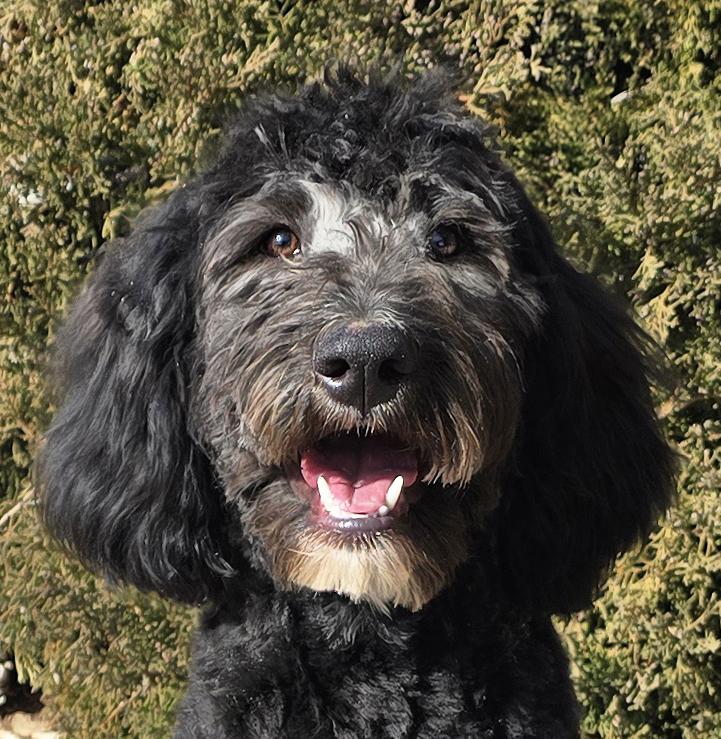 Remarkable Mr Ravioli =