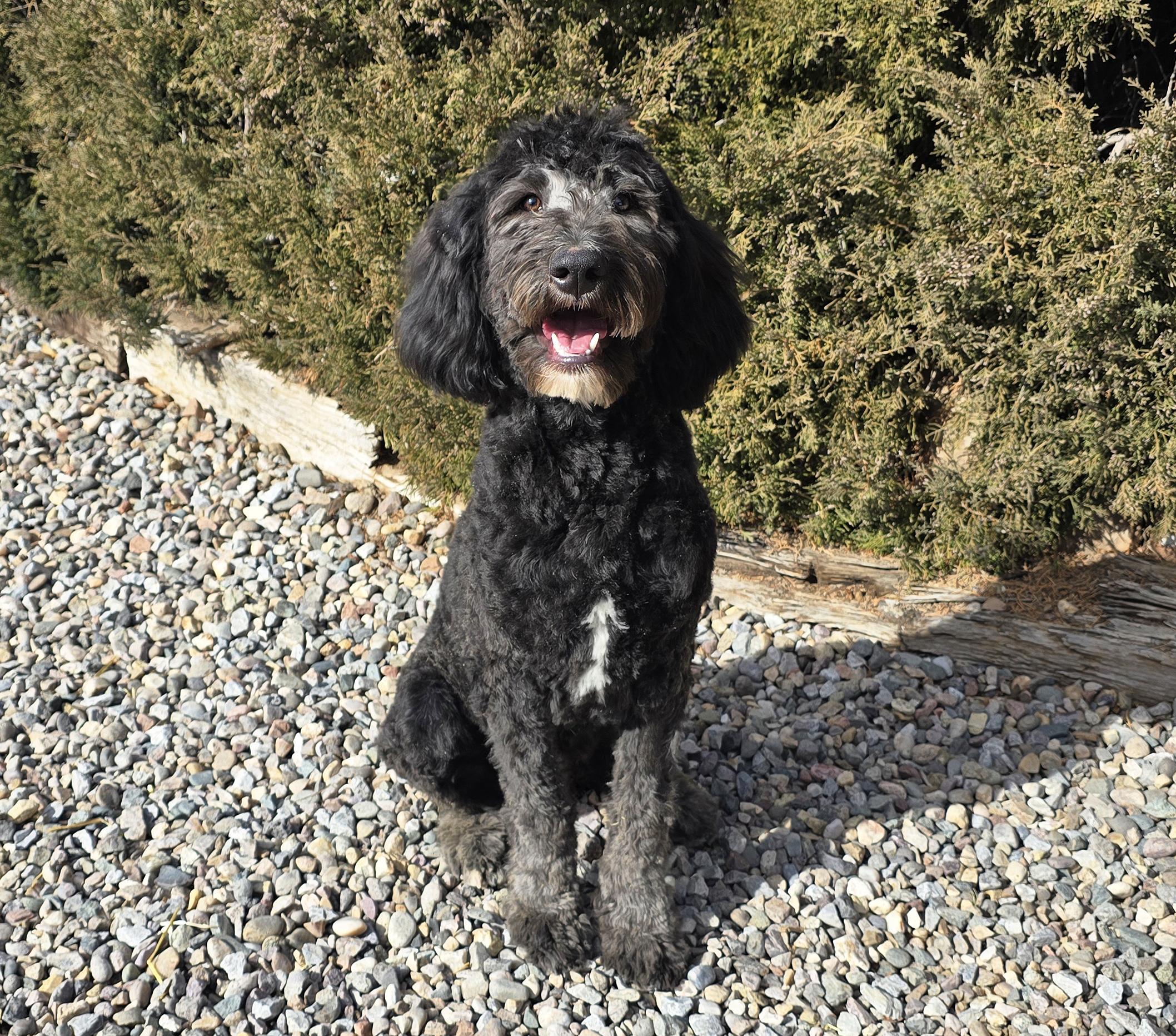 Enlarge Remarkable Mr Ravioli = DARLING Bonded Pair of Doodles !, an adopted Aussiedoodle in Albuquerque, NM image 2/5
