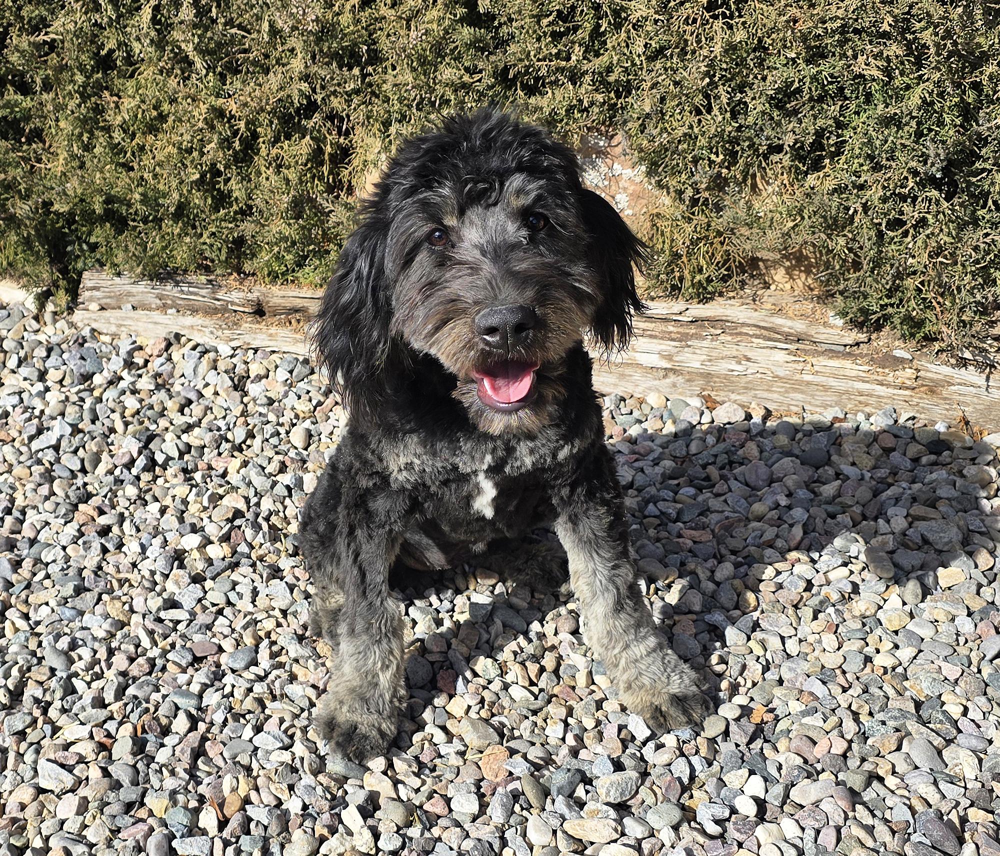 Enlarge Remarkable Mr Ravioli = DARLING Bonded Pair of Doodles !, an adopted Aussiedoodle in Albuquerque, NM image 5/5
