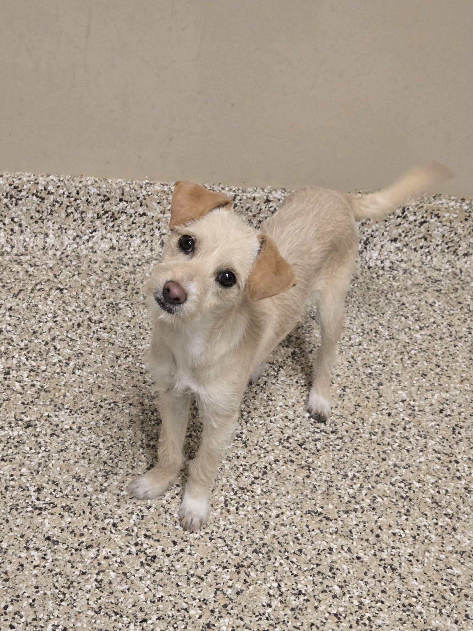 Nancy, Adopted, Young Female Terrier & Chihuahua.