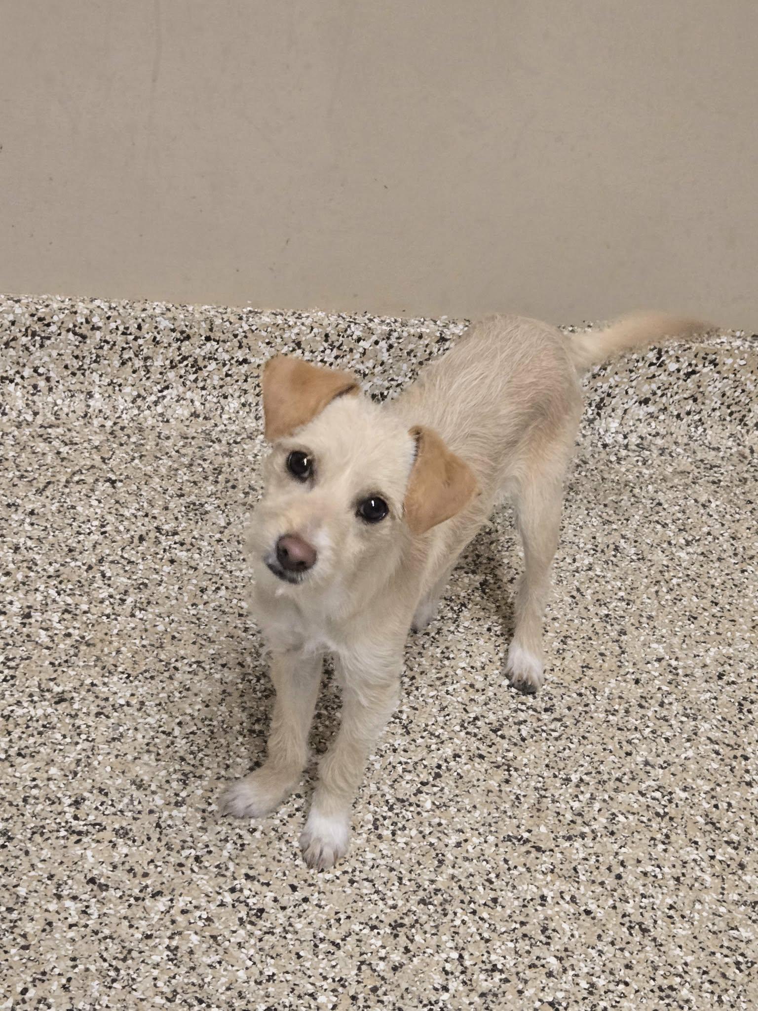 Enlarge Nancy, a Adopted mixed breed in Castle Rock, CO image 2/3