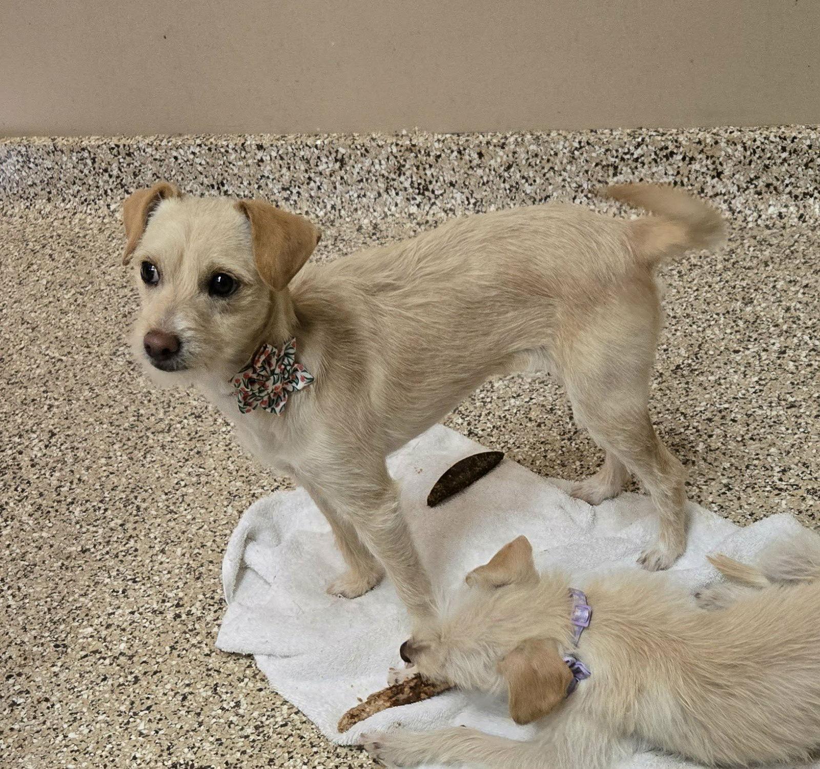 Enlarge Nancy, a Adopted mixed breed in Castle Rock, CO image 3/3