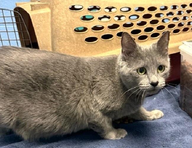 CHACHI, adoptable, Adult Female Domestic Short Hair.