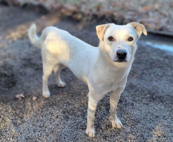 Enlarge Pumpkin, a Adoptable mixed breed in Bartlesville, OK image 1/3
