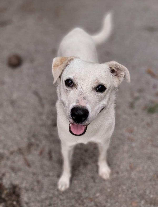 Enlarge Pumpkin, a Adoptable mixed breed in Bartlesville, OK image 3/3