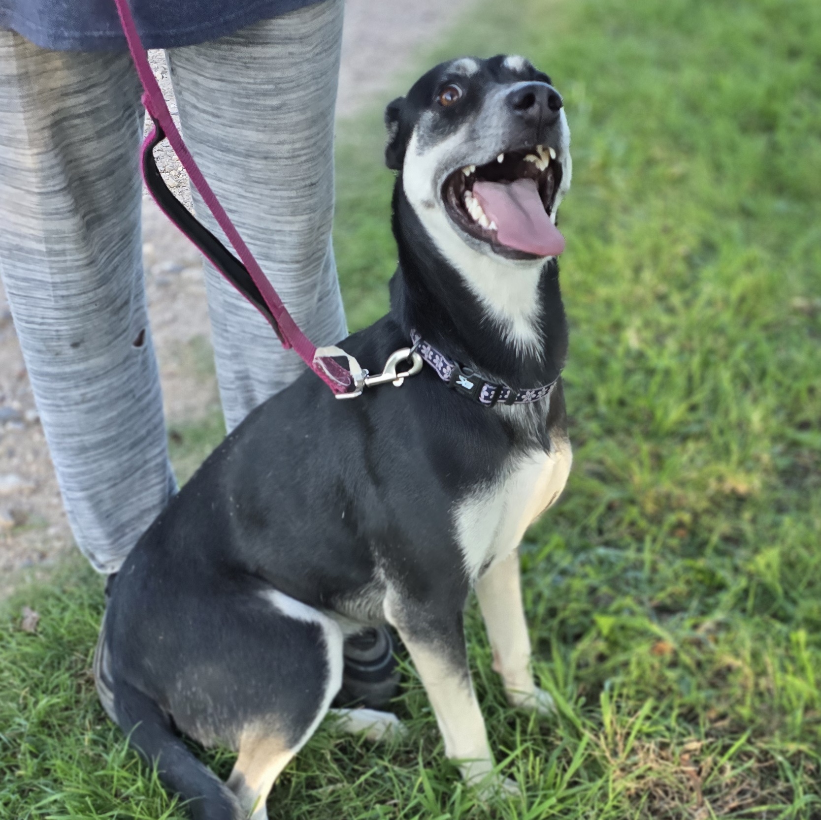 Enlarge Matilda, a Adoptable mixed breed in Lubbock, TX image 1/3