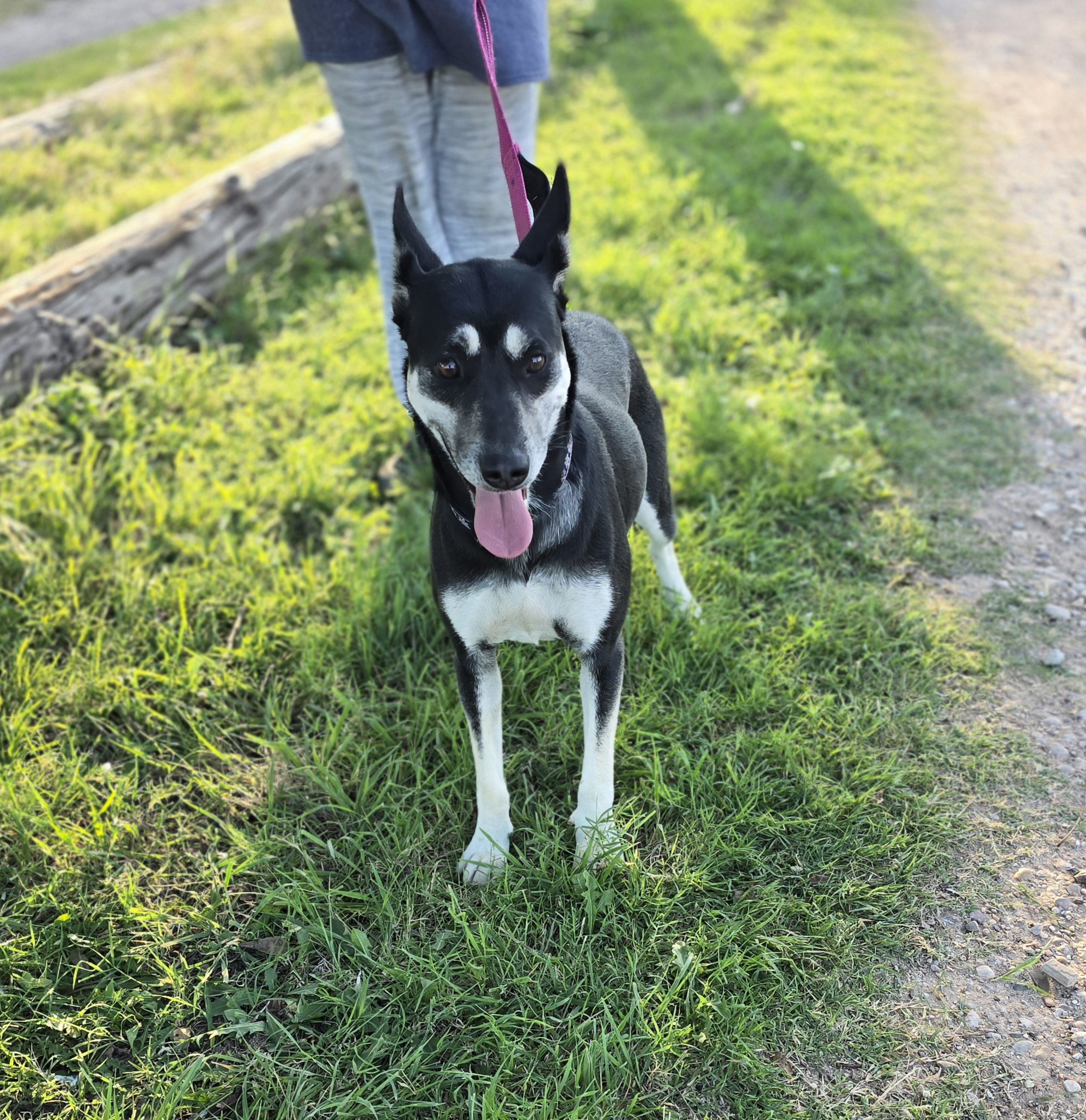 Enlarge Matilda, a Adoptable mixed breed in Lubbock, TX image 2/3