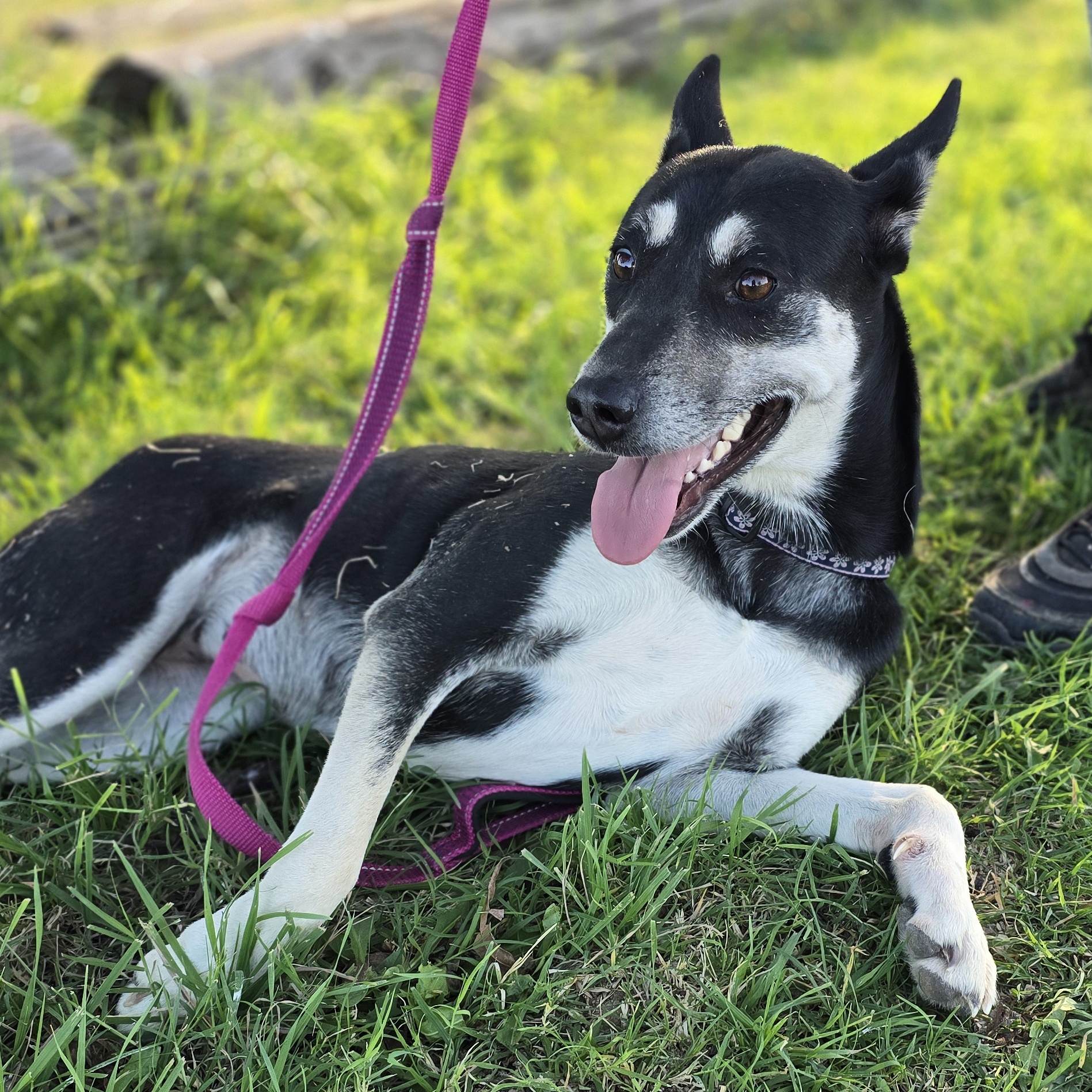 Enlarge Matilda, a Adoptable mixed breed in Lubbock, TX image 3/3