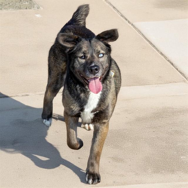 OREO, Adoptable, Young Female Siberian Husky & Mixed Breed.