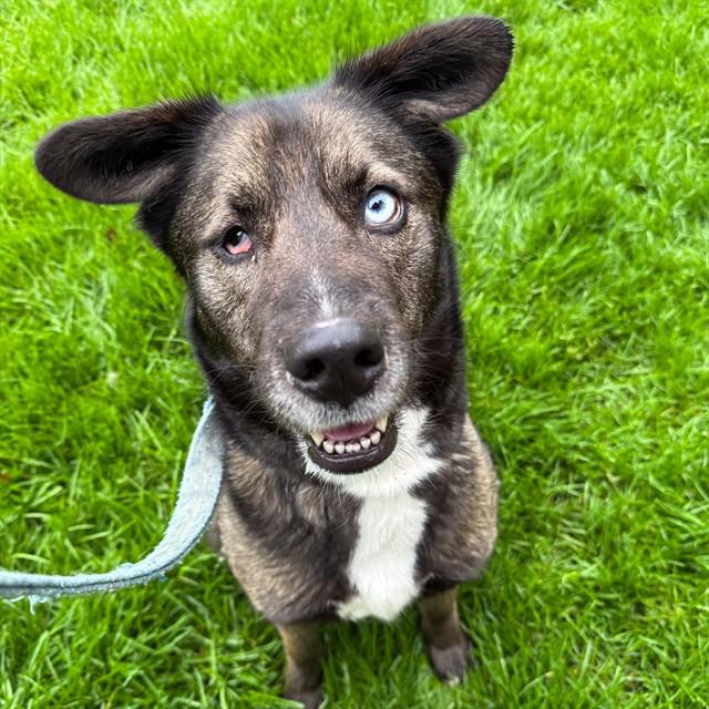 Enlarge OREO, a Adoptable mixed breed in Saint Louis, MO image 1/1