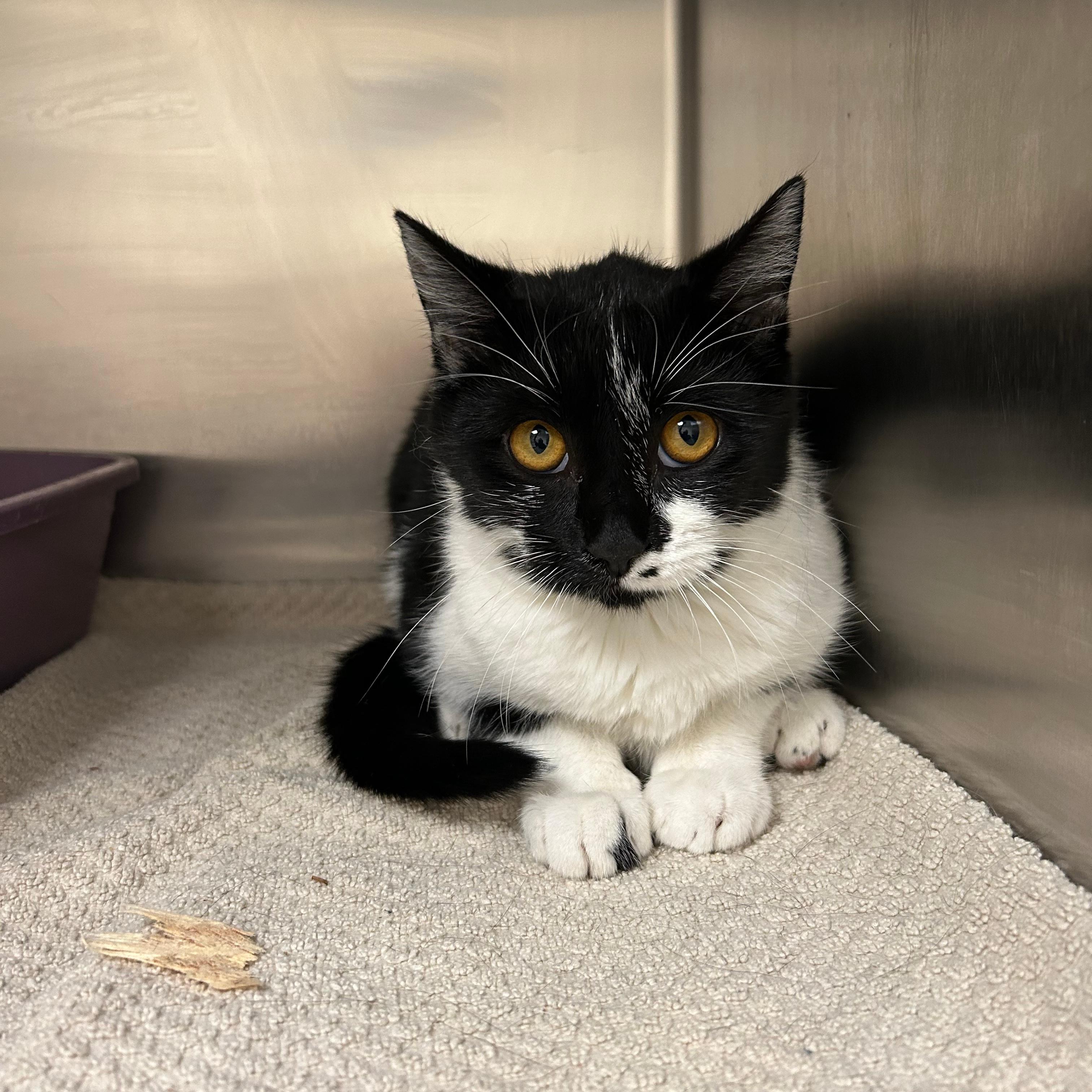 Sabrina, Adoptable, Young Female Domestic Short Hair.
