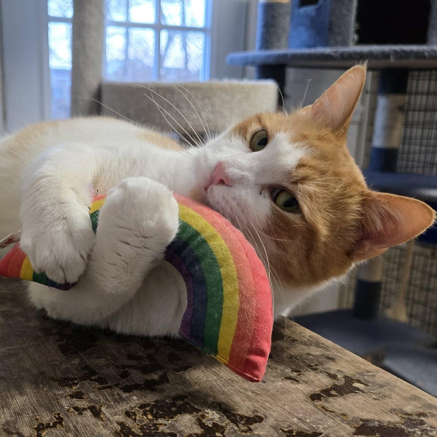 Andy (puppy cat!), ADOPTABLE, Young Male Domestic Short Hair.