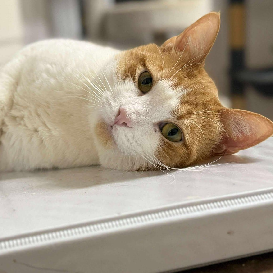 Andy (puppy cat!), a ADOPTABLE Domestic Short Hair in Huntington, NY image 1/3