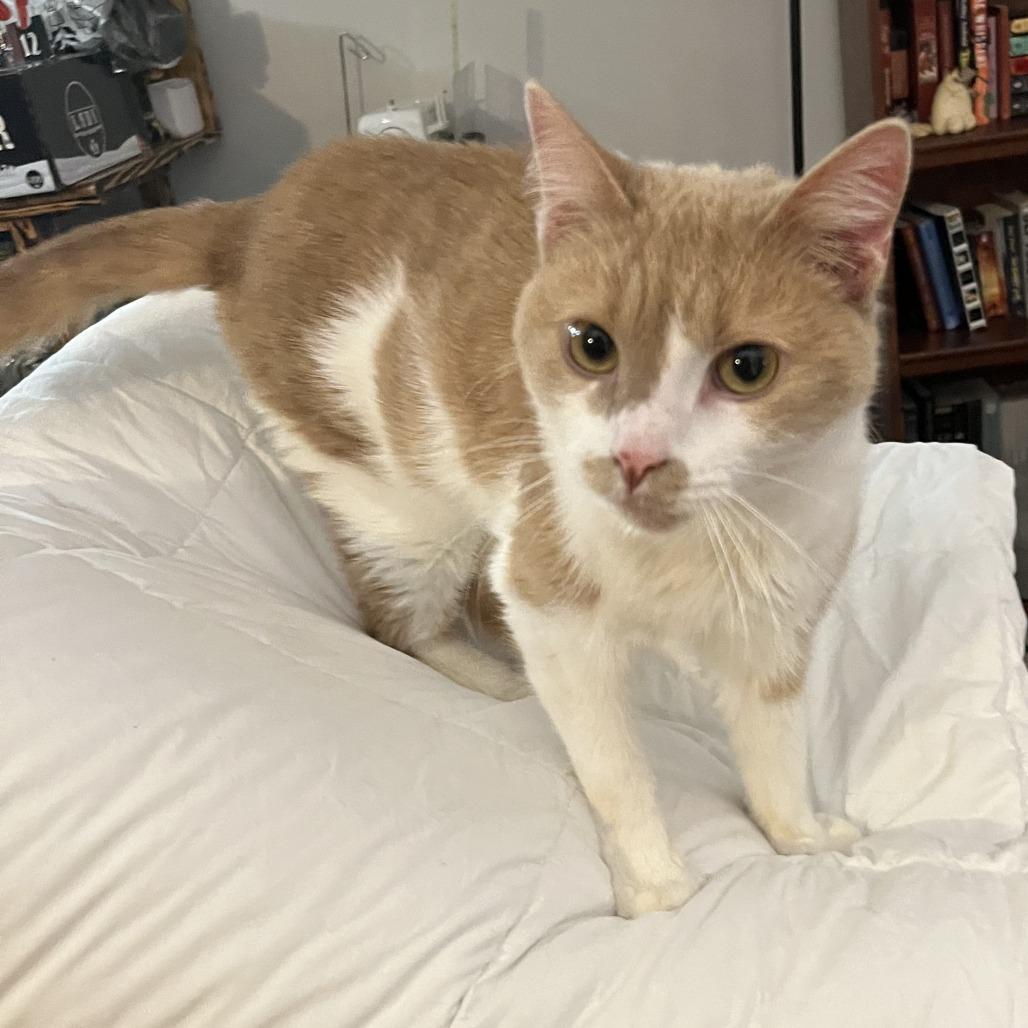 Charlie, Adoptable, Adult Male Domestic Short Hair.