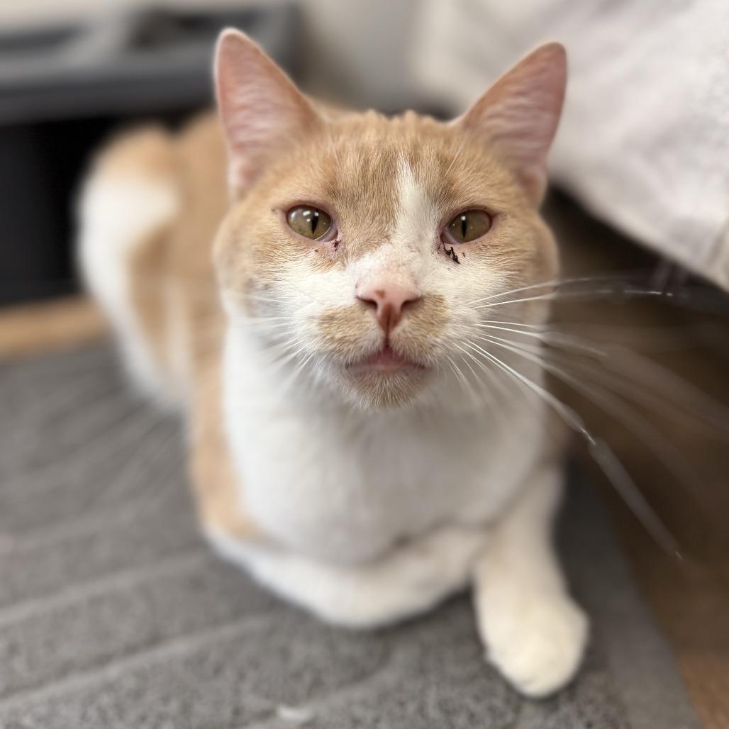 Enlarge Charlie, a Adoptable Domestic Short Hair in Bloomington, IL image 2/6