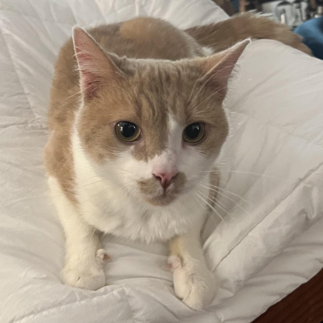 Enlarge Charlie, a Adoptable Domestic Short Hair in Bloomington, IL image 3/6