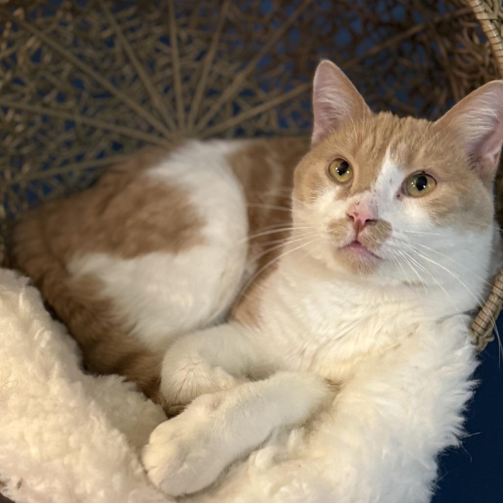 Enlarge Charlie, a Adoptable Domestic Short Hair in Bloomington, IL image 4/6