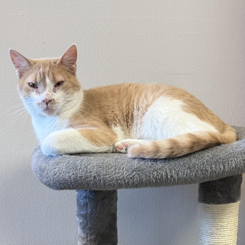 Enlarge Charlie, a Adoptable Domestic Short Hair in Bloomington, IL image 5/6