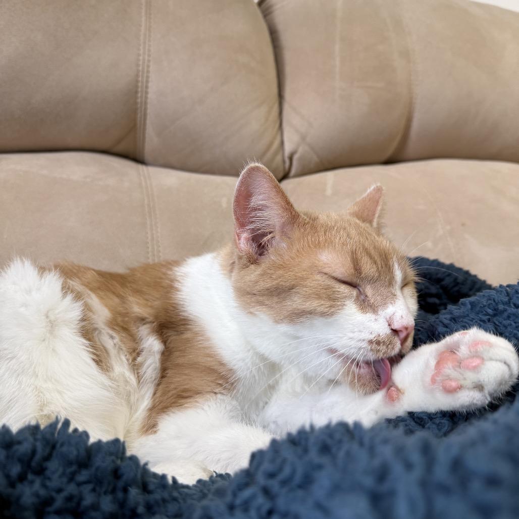 Enlarge Charlie, a Adoptable Domestic Short Hair in Bloomington, IL image 6/6