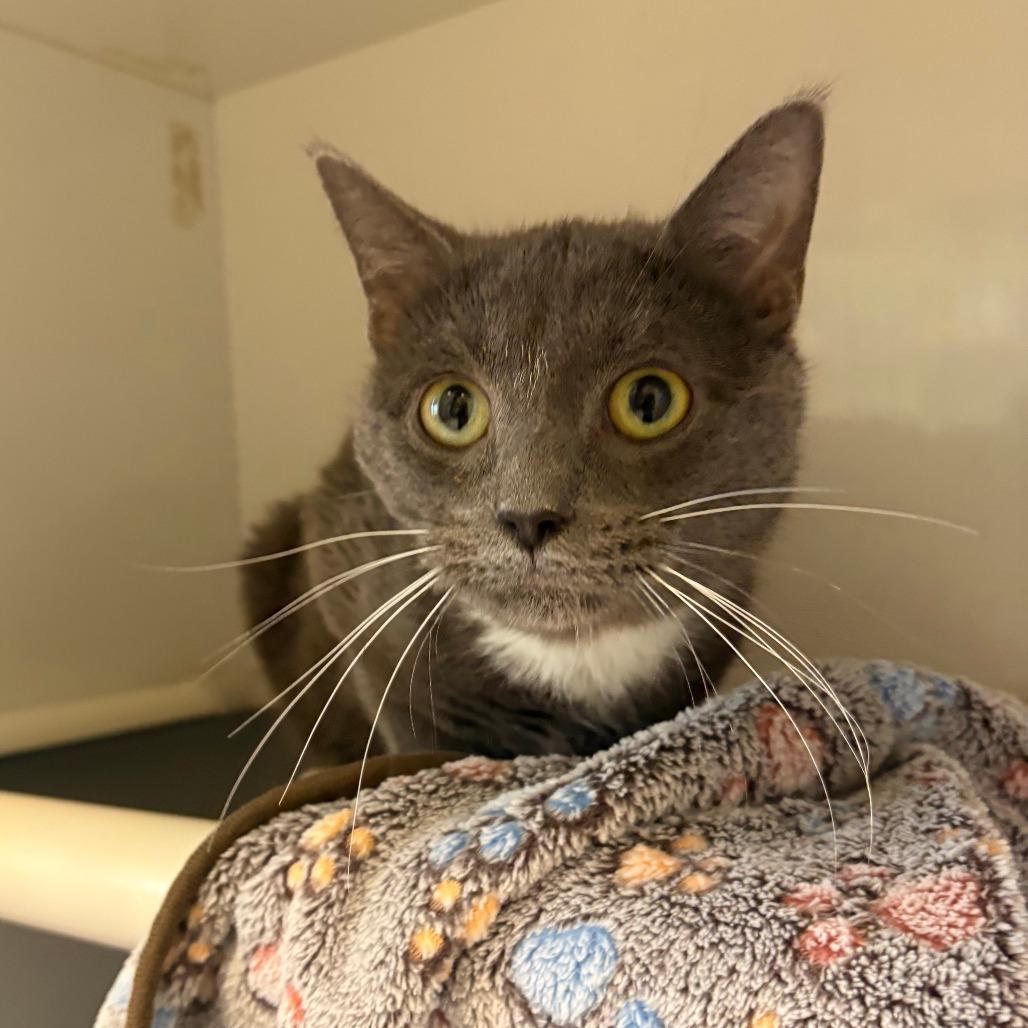 Enlarge Zachary, a Adoptable Domestic Short Hair in Warren, PA image 1/1