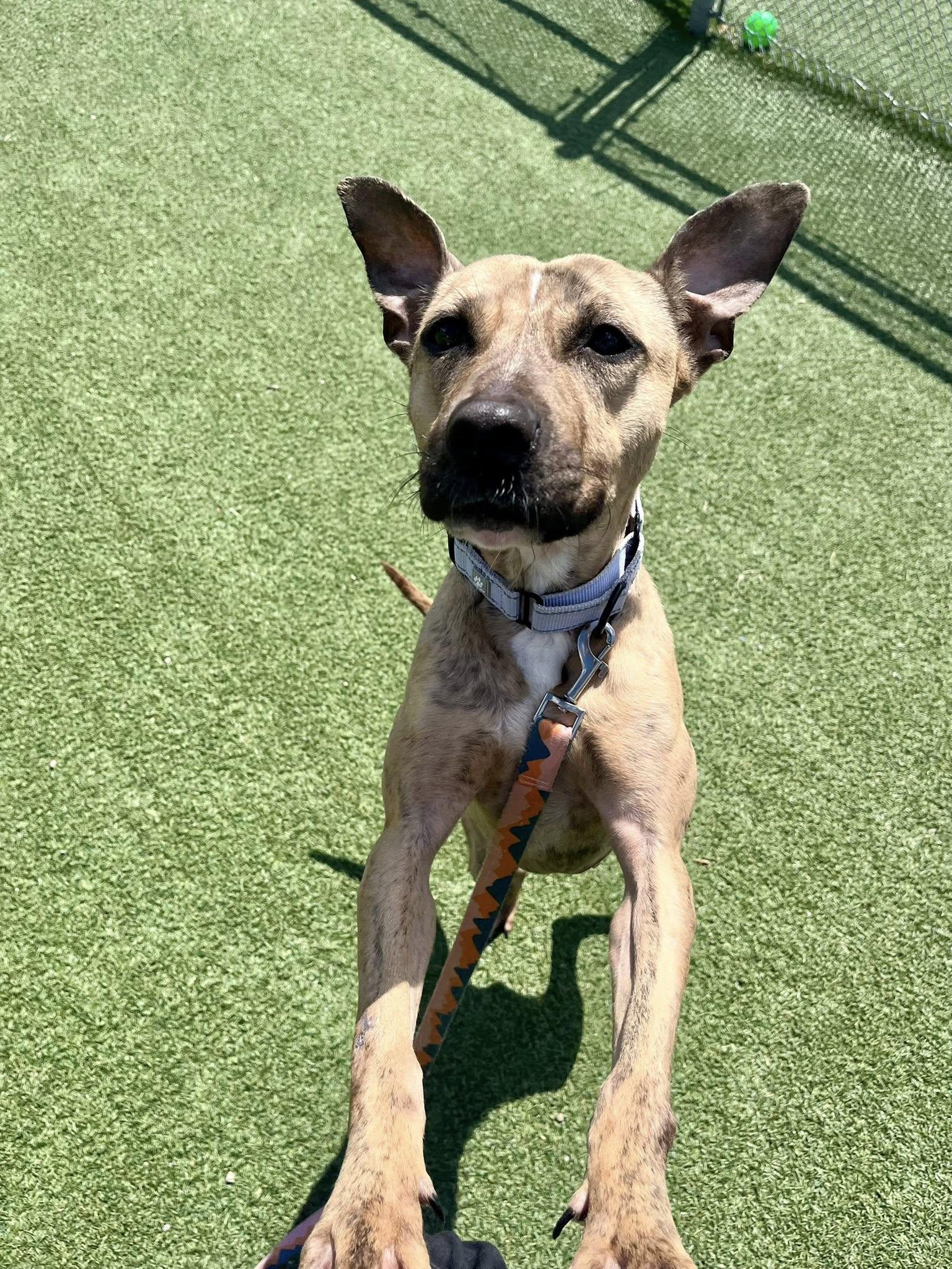 Katana, a ADOPTABLE mixed breed in Cleveland, OH image 3/6