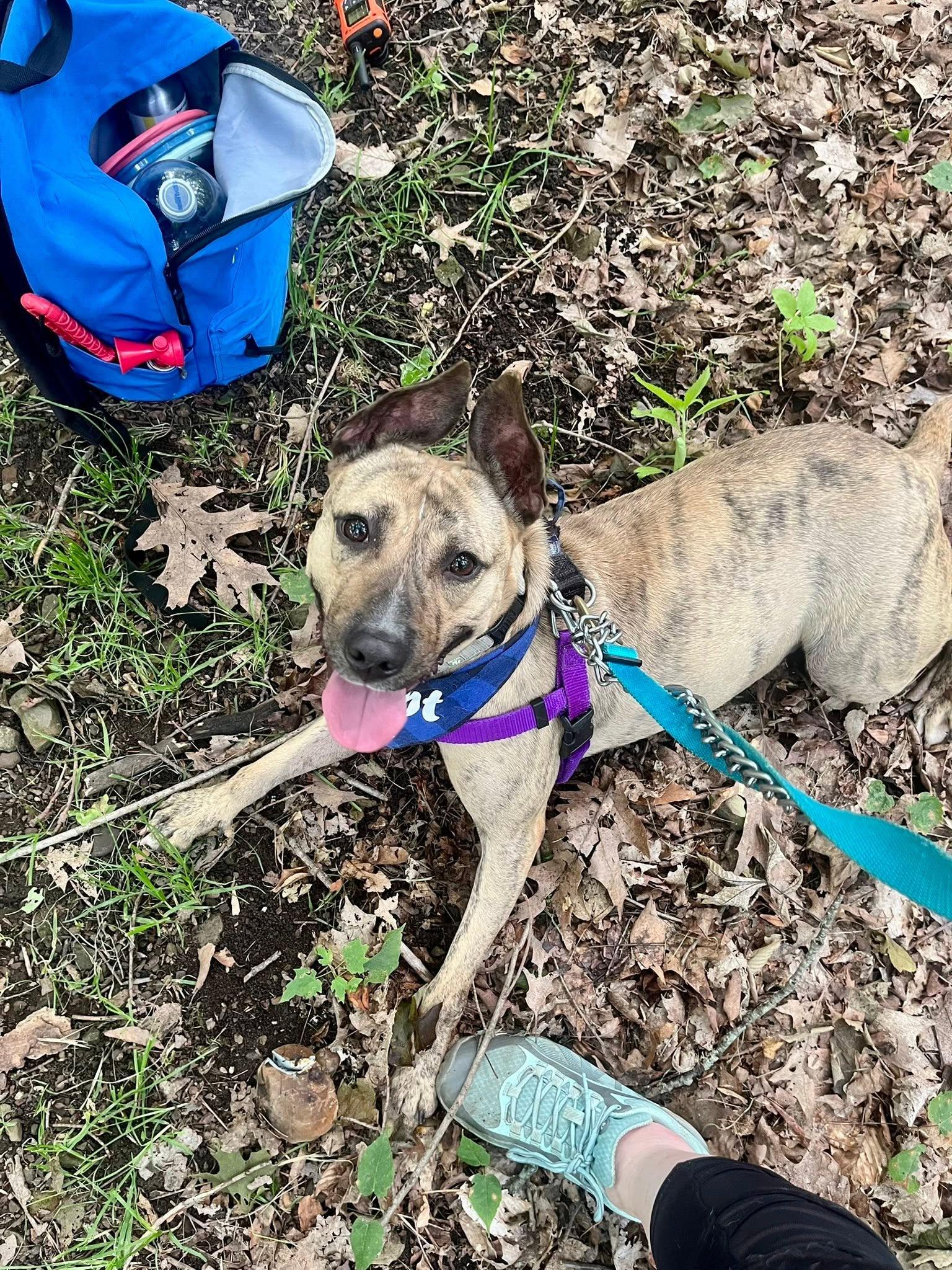 Katana, a ADOPTABLE mixed breed in Cleveland, OH image 4/6