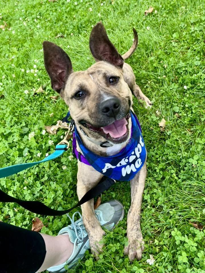 Katana, ADOPTABLE, Young Female Pit Bull Terrier.