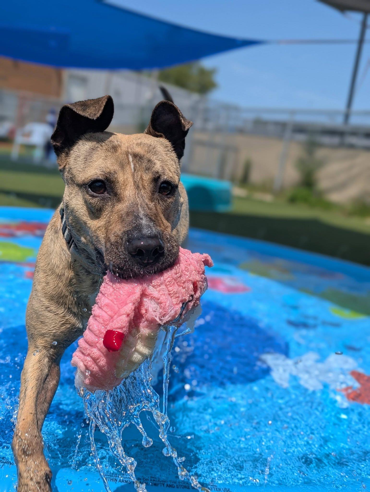 Katana, a ADOPTABLE mixed breed in Cleveland, OH image 5/6