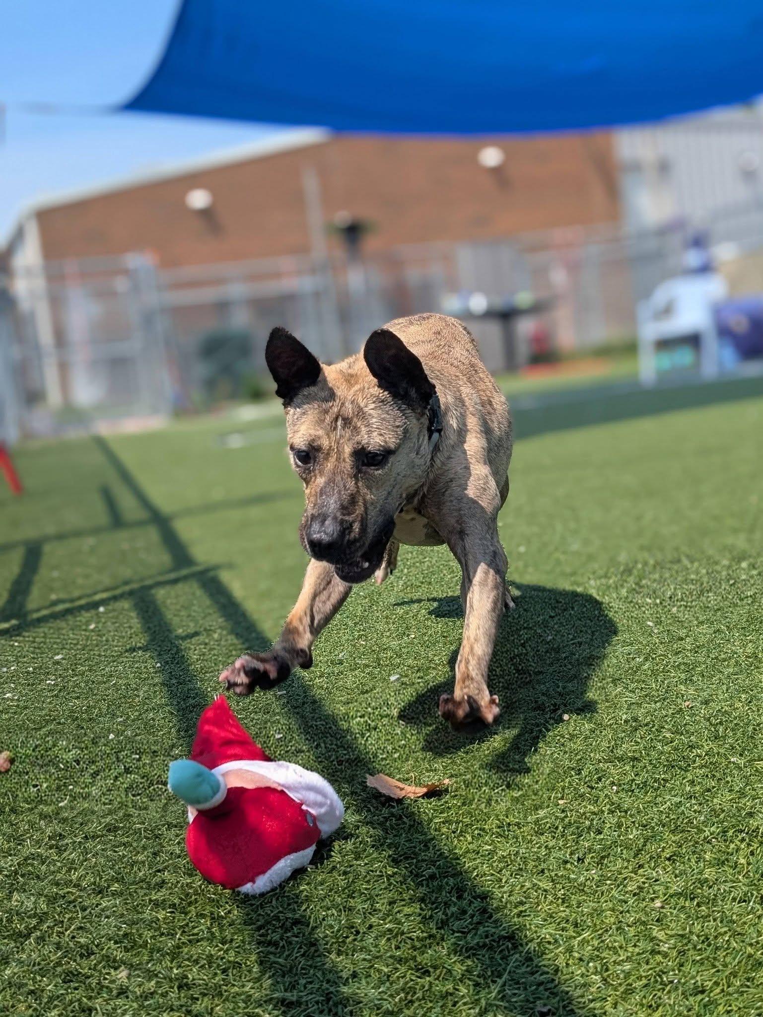 Katana, a ADOPTABLE mixed breed in Cleveland, OH image 6/6