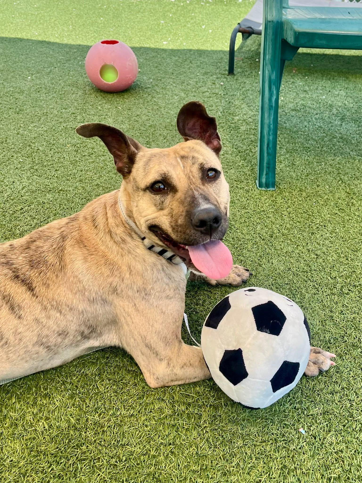 Katana, a ADOPTABLE mixed breed in Cleveland, OH image 2/6