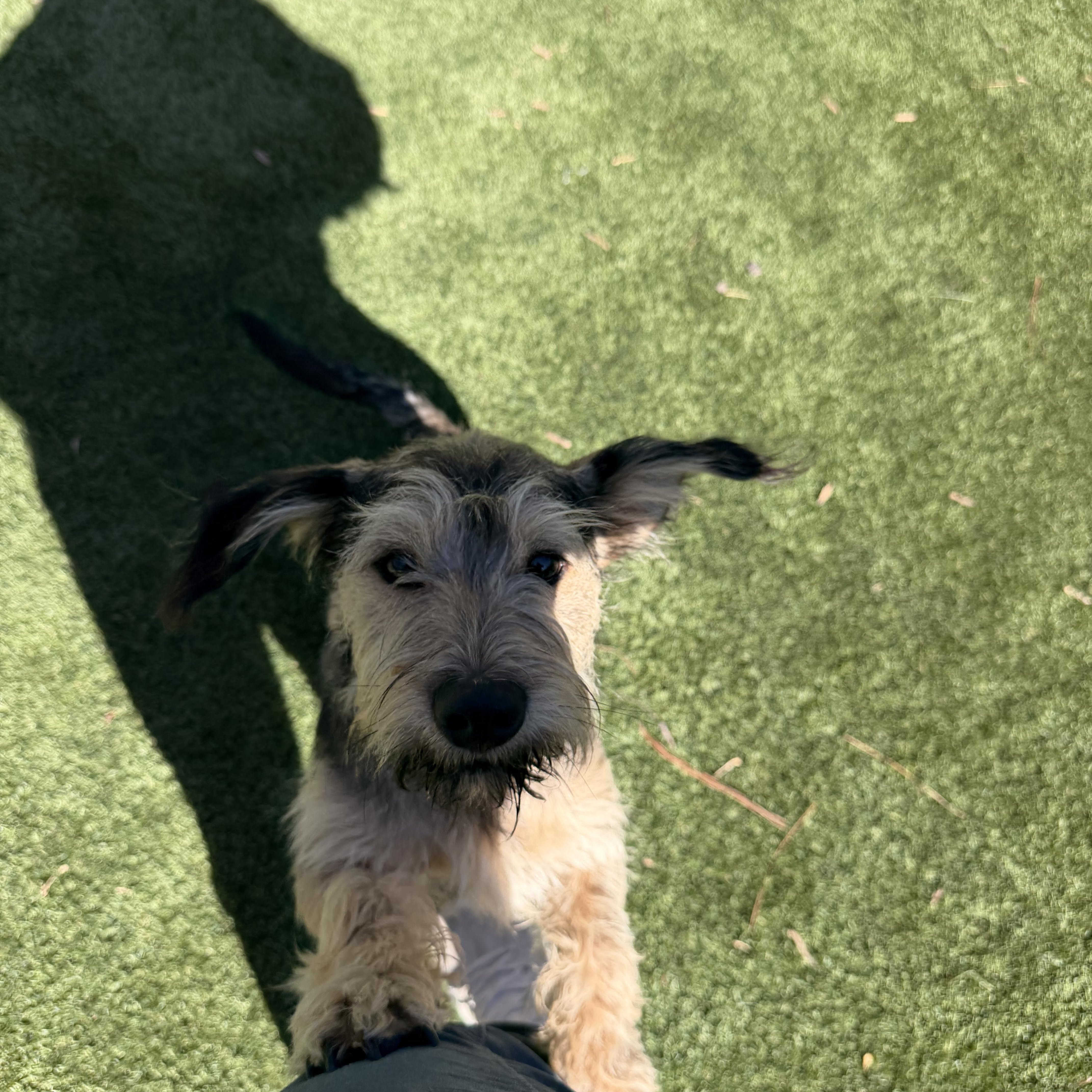 Walter , an adopted mixed breed in Gainesville, GA image 3/6
