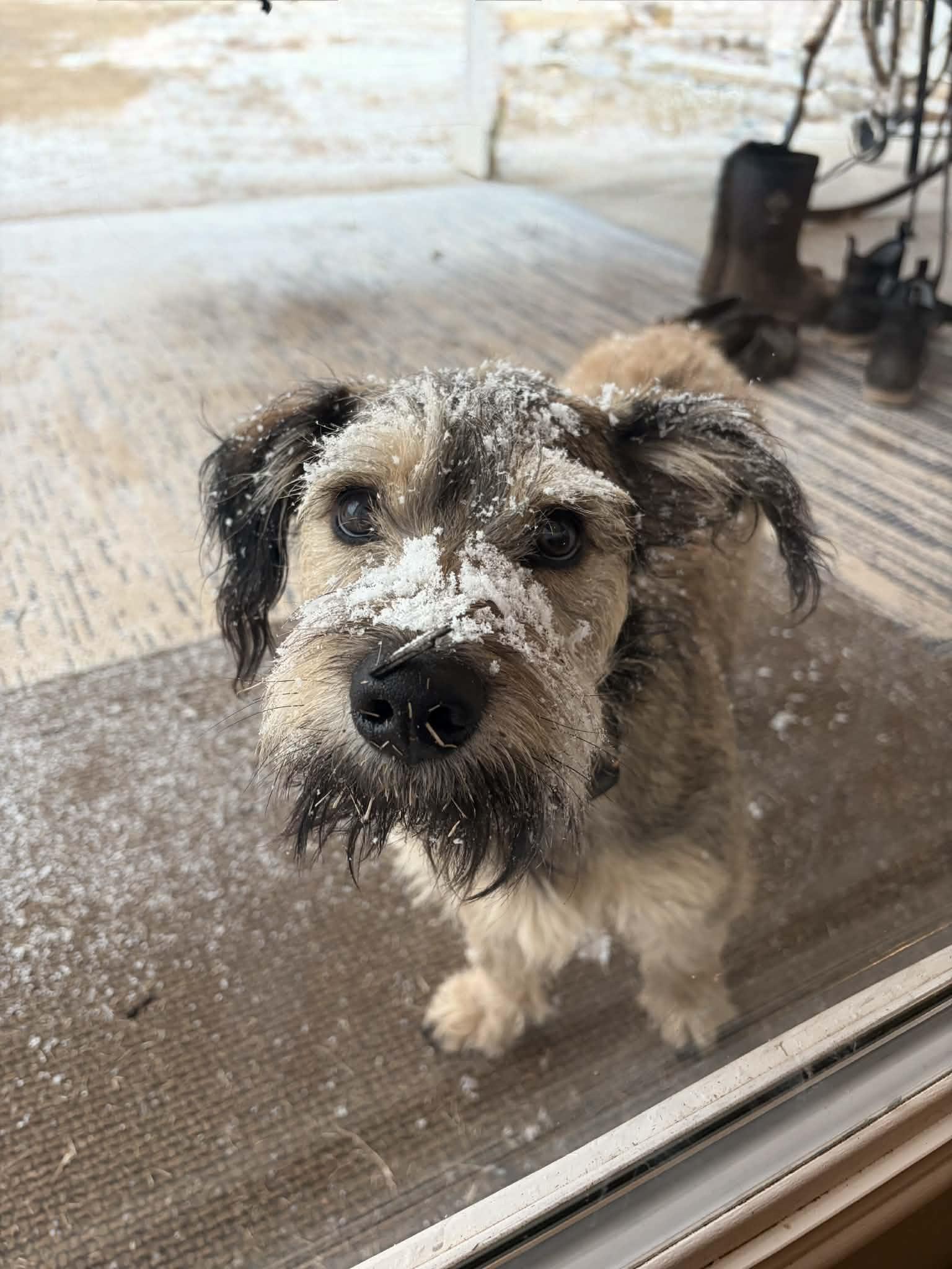 Walter , an adopted mixed breed in Gainesville, GA image 5/6