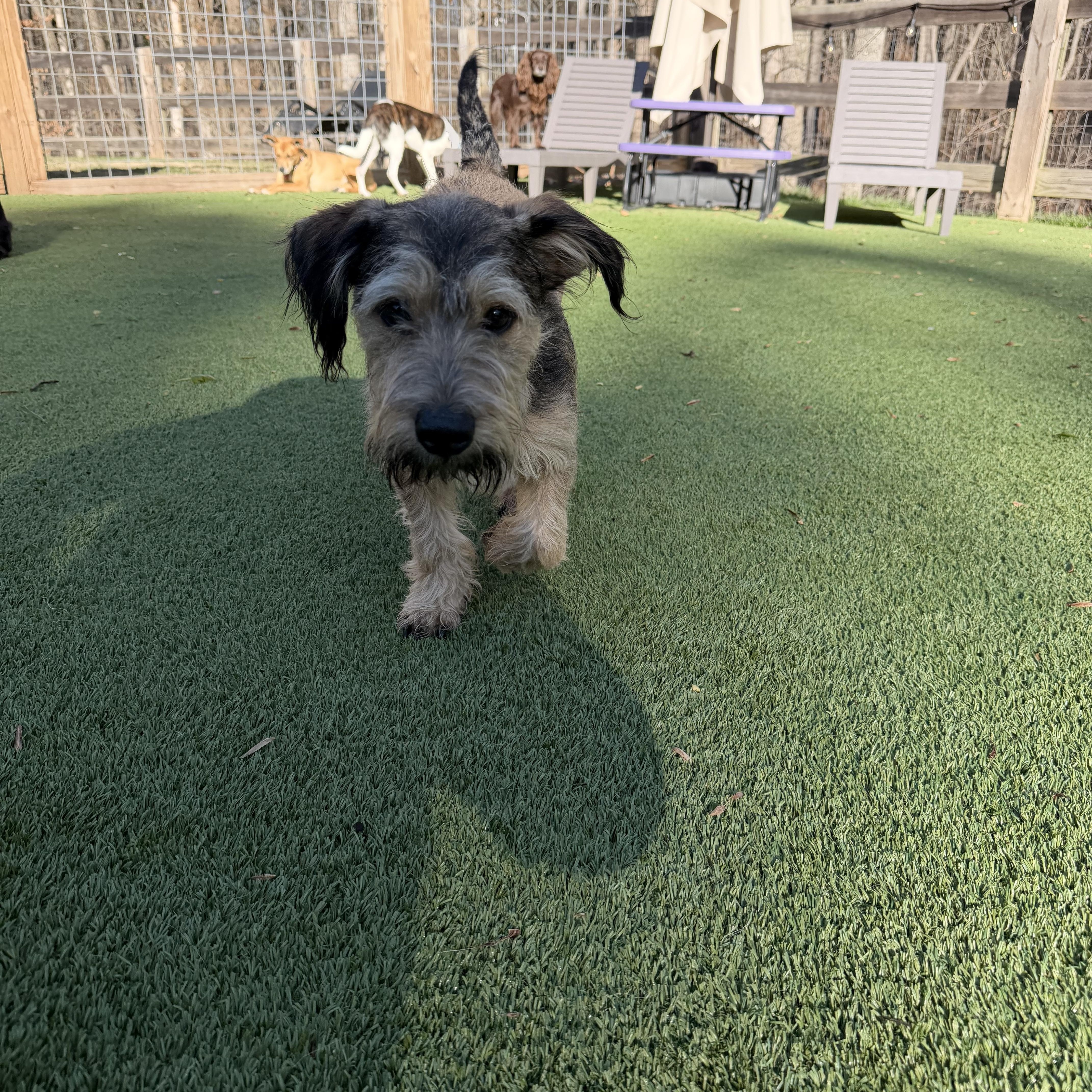 Walter , an adopted mixed breed in Gainesville, GA image 2/6