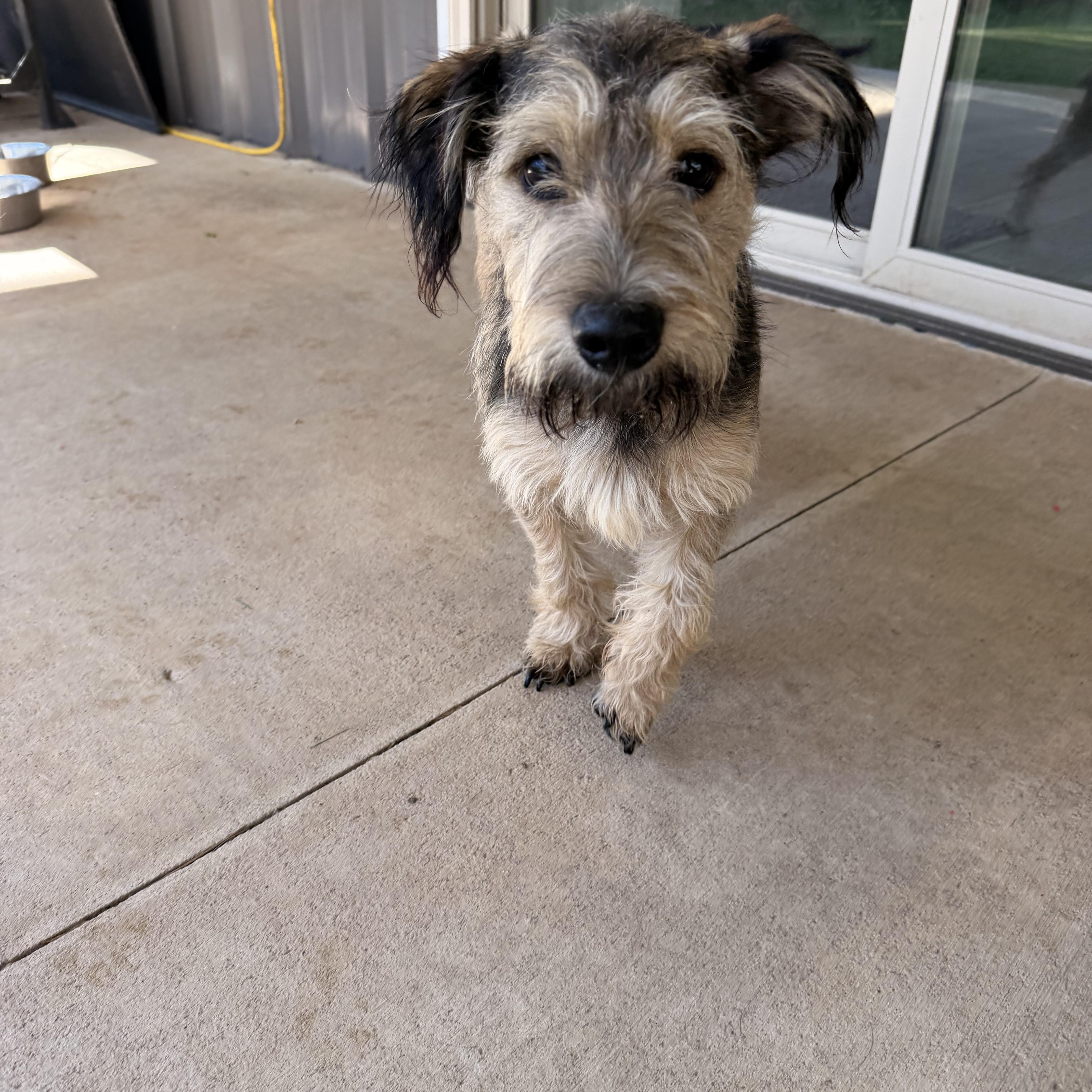Walter , an adopted mixed breed in Gainesville, GA image 1/6