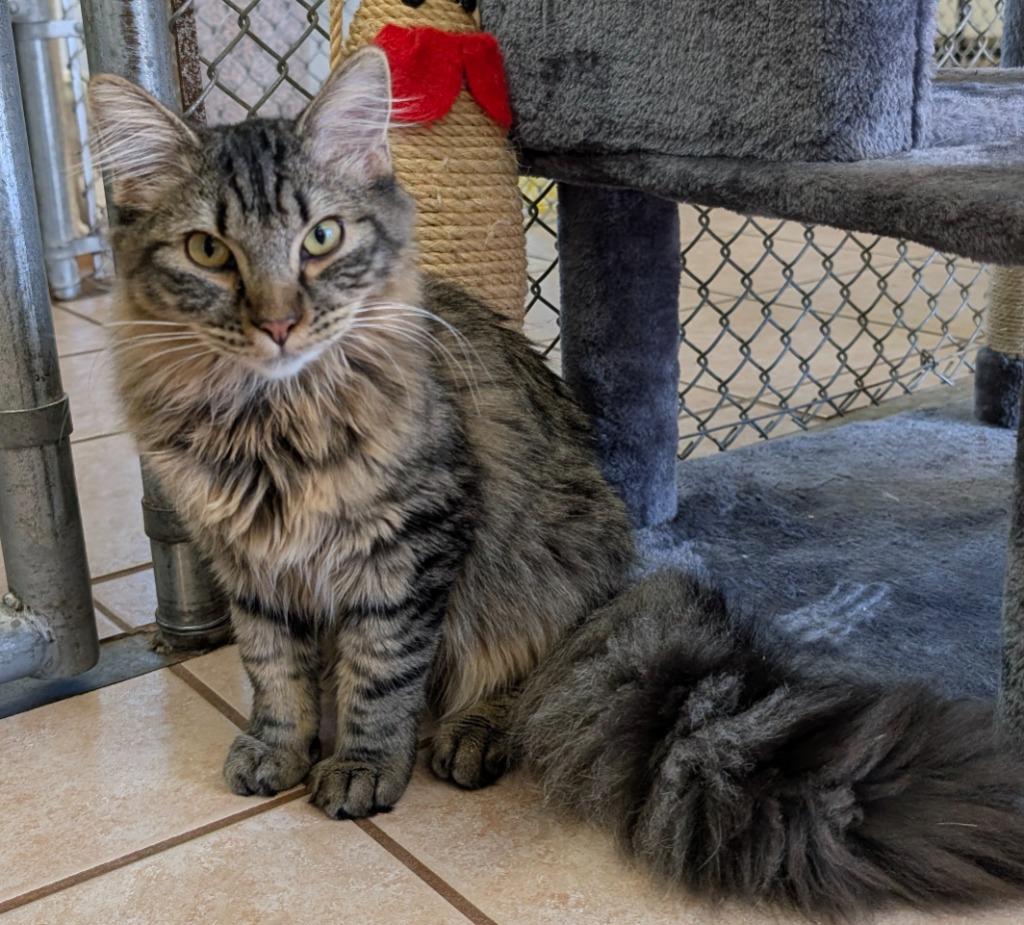 Pachi / Addilyn, Adoptable, Young Male Domestic Medium Hair.