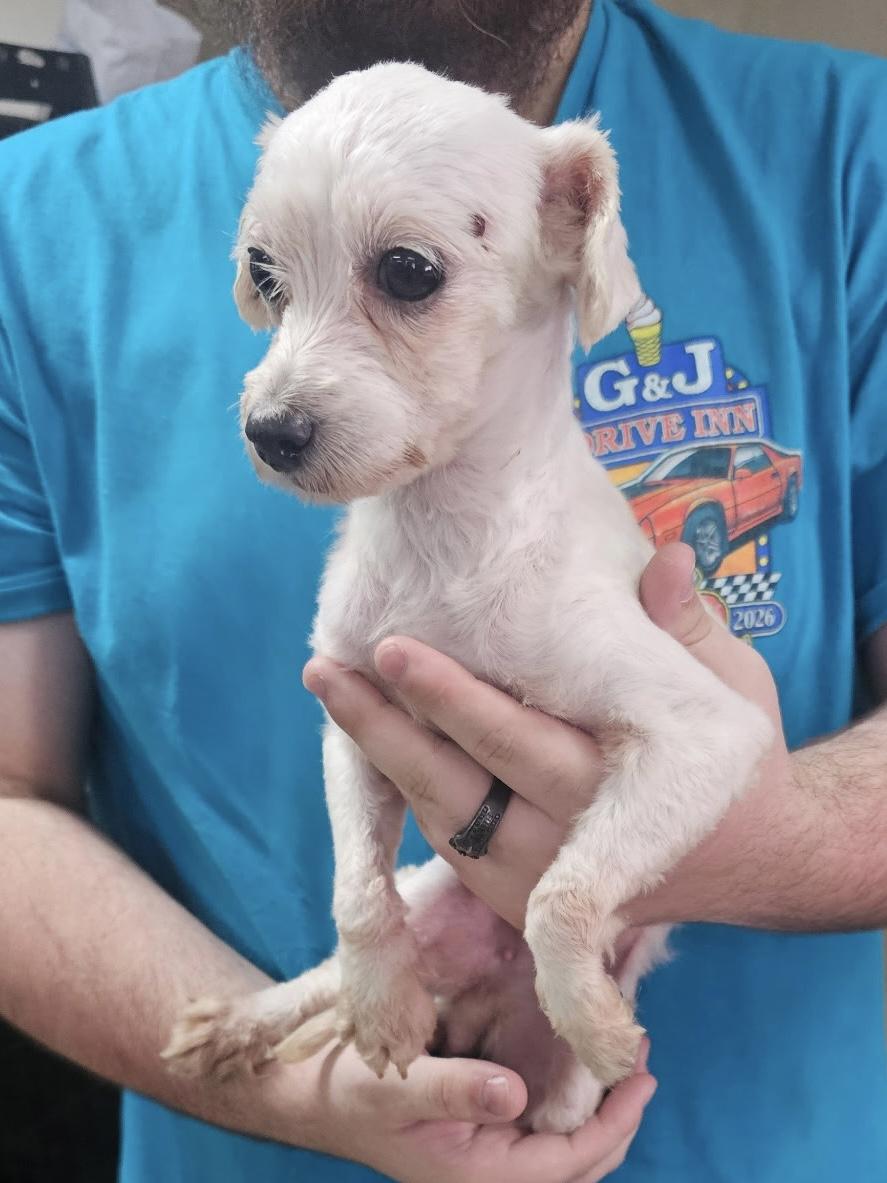 Enlarge Pixie, a Adoptable Maltipoo in Baker, LA image 3/4