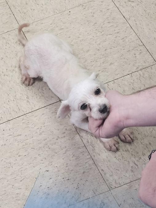 Pixie, Adoptable, Adult Female Maltipoo.