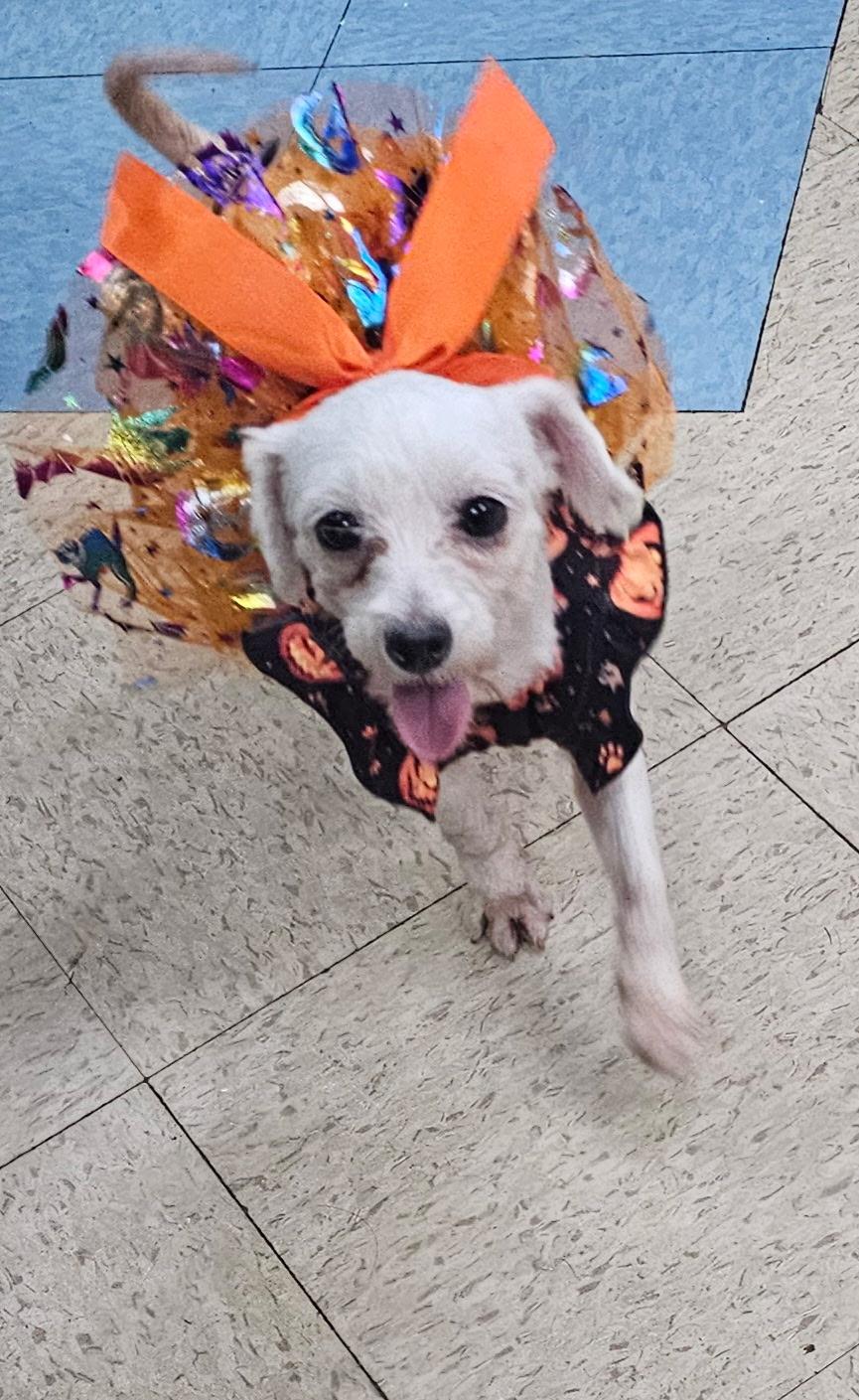 Enlarge Pixie, a Adoptable Maltipoo in Baker, LA image 4/4
