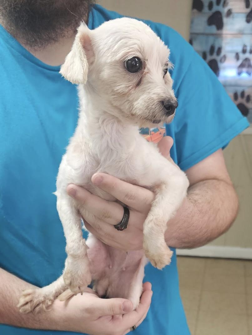 Enlarge Pixie, a Adoptable Maltipoo in Baker, LA image 2/4
