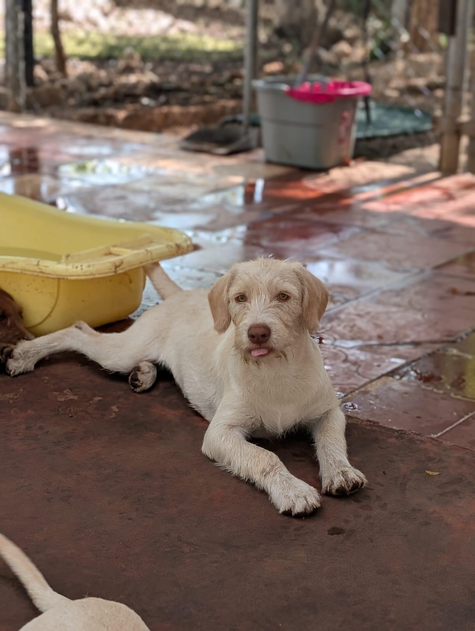 Hannah (Foster-to-Adopt), a ADOPTABLE mixed breed in Mississauga, ON image 5/5
