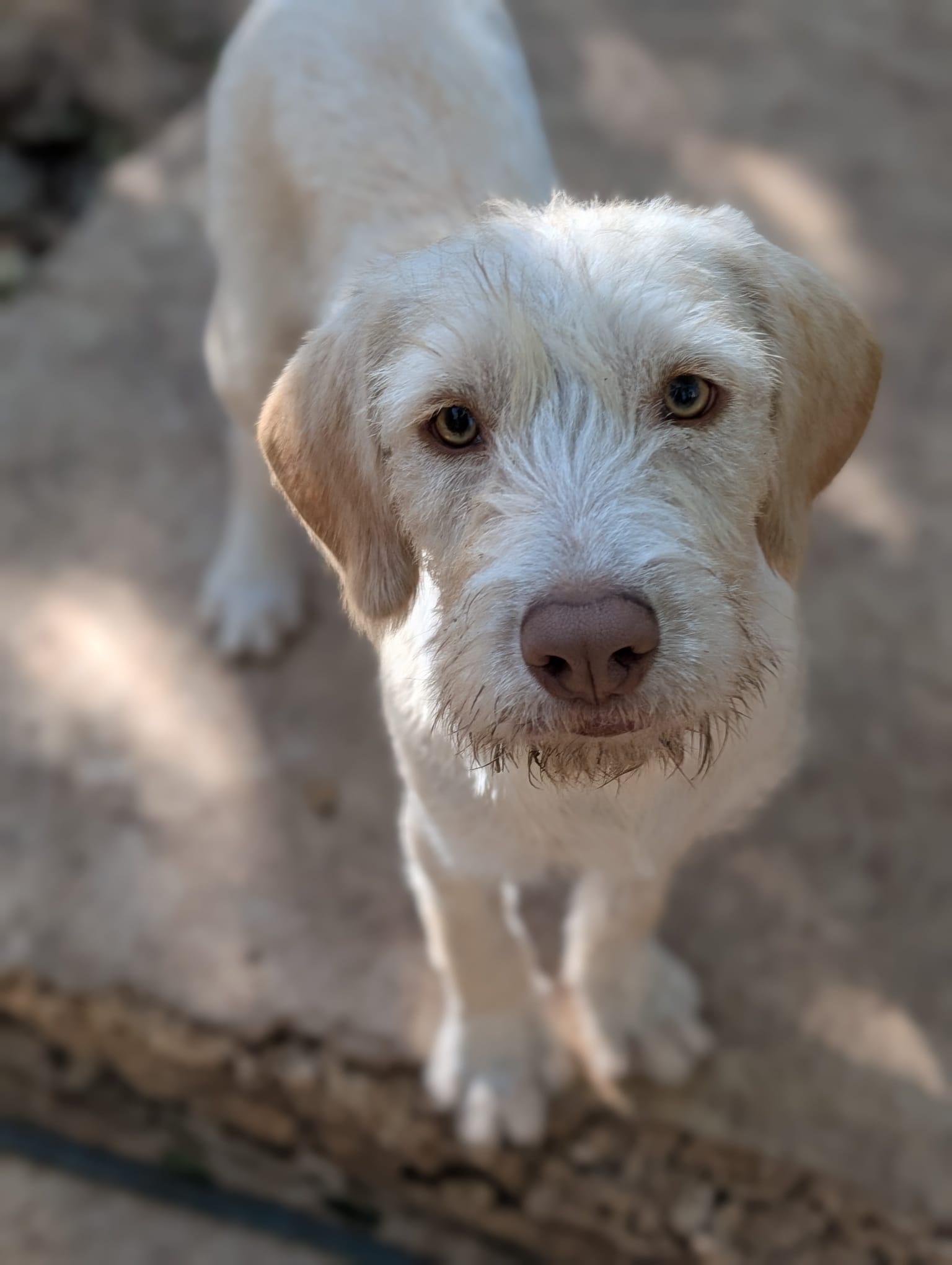 Hannah (Foster-to-Adopt), ADOPTABLE, Young Female Terrier.