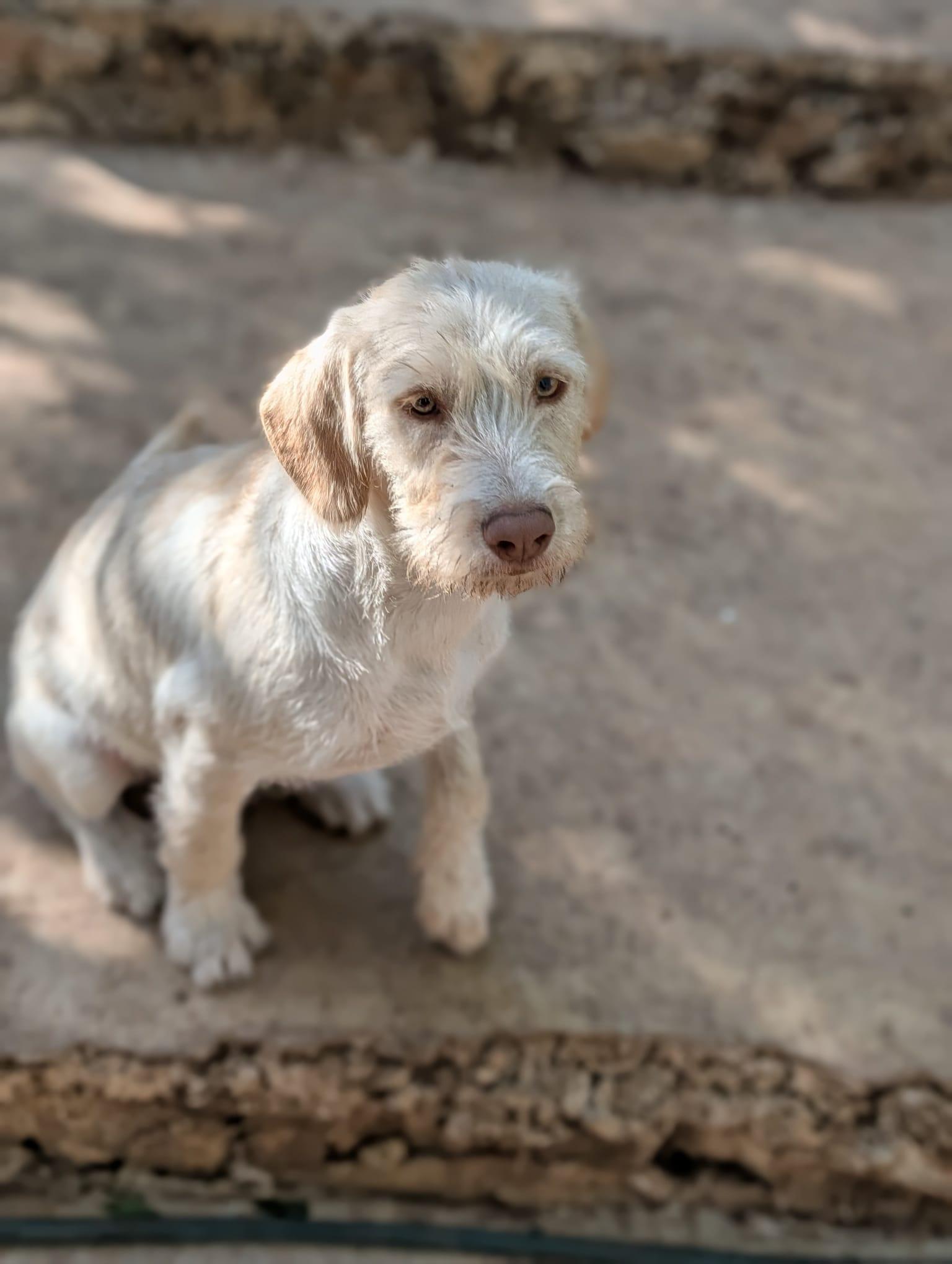 Hannah (Foster-to-Adopt), a ADOPTABLE mixed breed in Mississauga, ON image 2/5