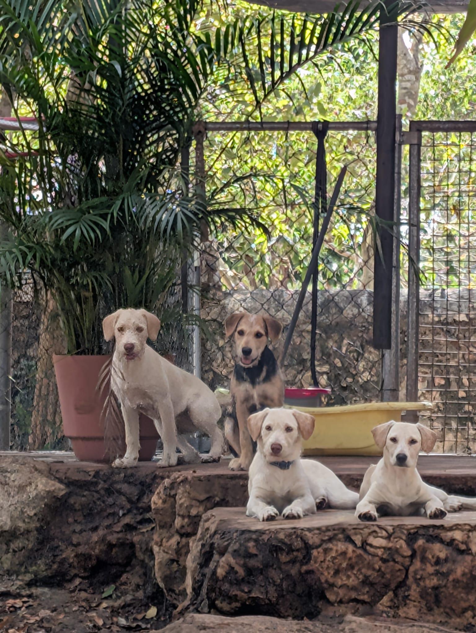 Hannah (Foster-to-Adopt), a ADOPTABLE mixed breed in Mississauga, ON image 3/5