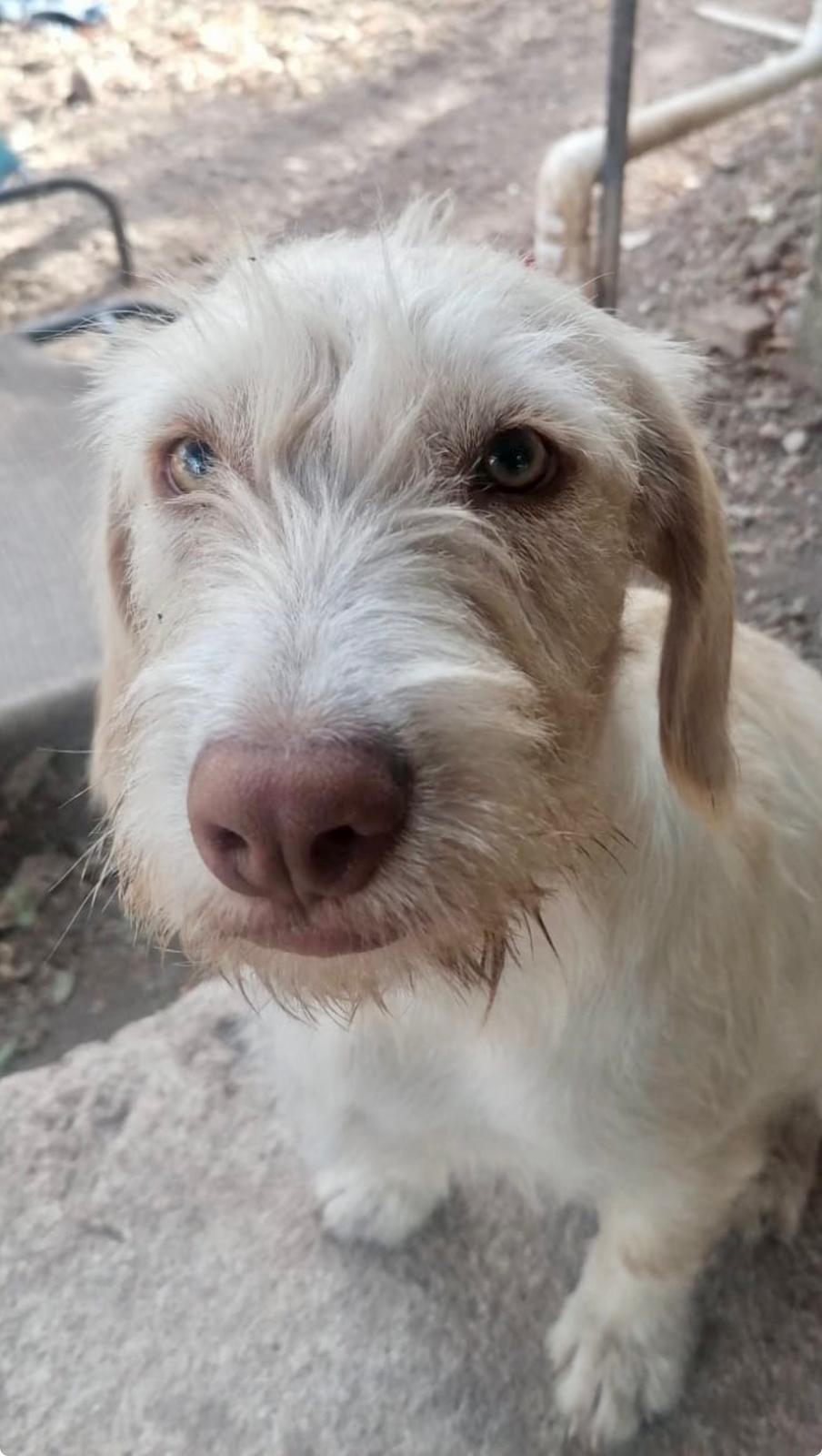 Hannah (Foster-to-Adopt), a ADOPTABLE mixed breed in Mississauga, ON image 4/5