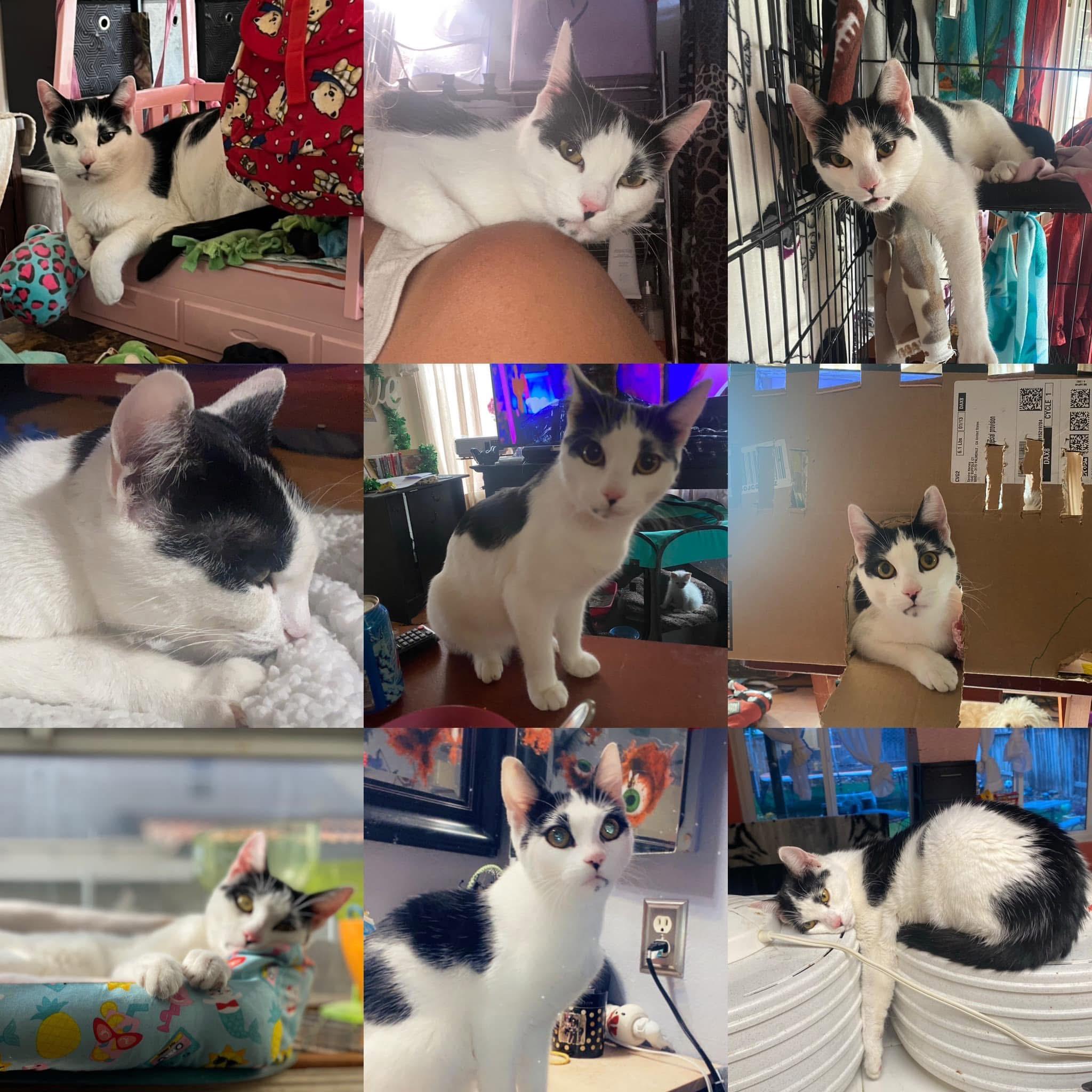 Enlarge RAMEN GIRL, a Adoptable Tuxedo in Palmdale, CA image 1/6