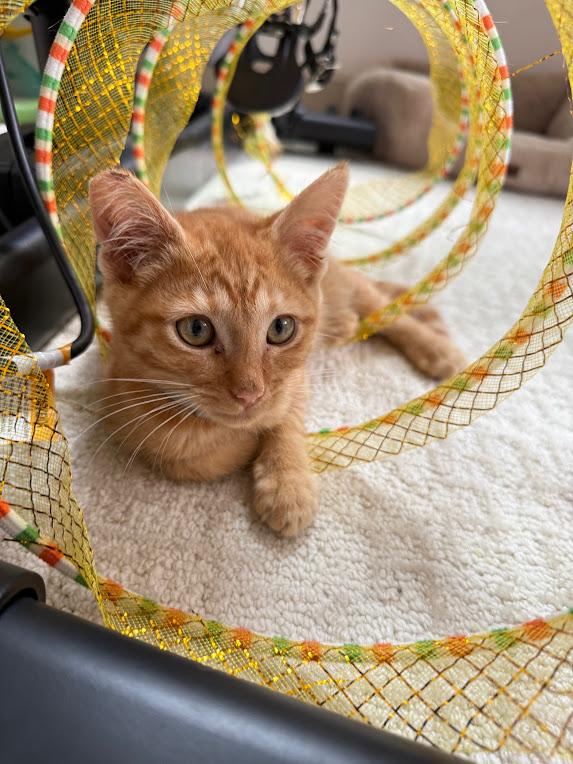 Oliver