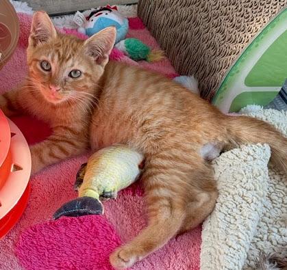 Enlarge Oliver, a Adoptable Domestic Short Hair in Hillsboro, OR image 2/3