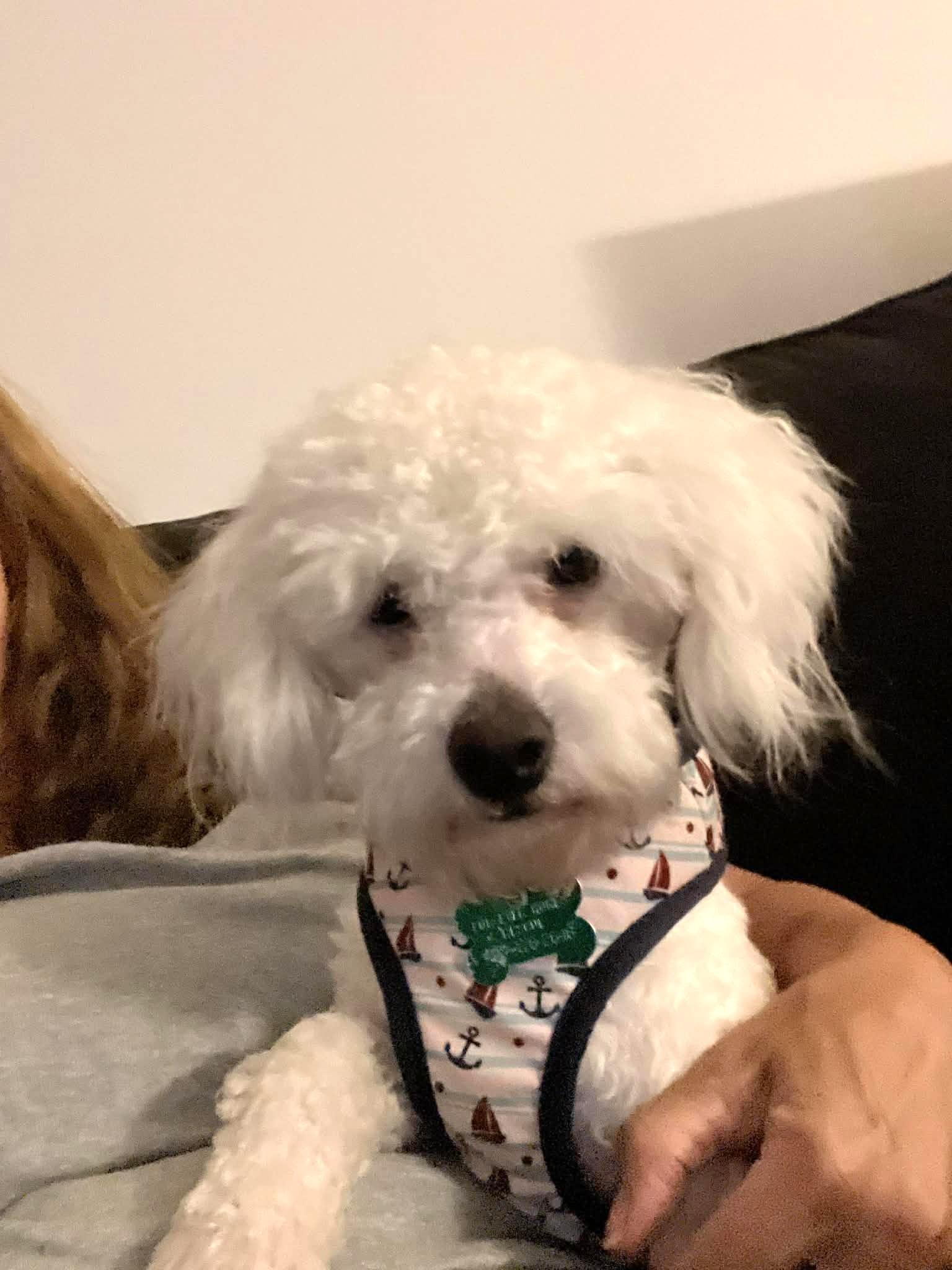 Mozza, ADOPTABLE, Puppy Male Havanese.