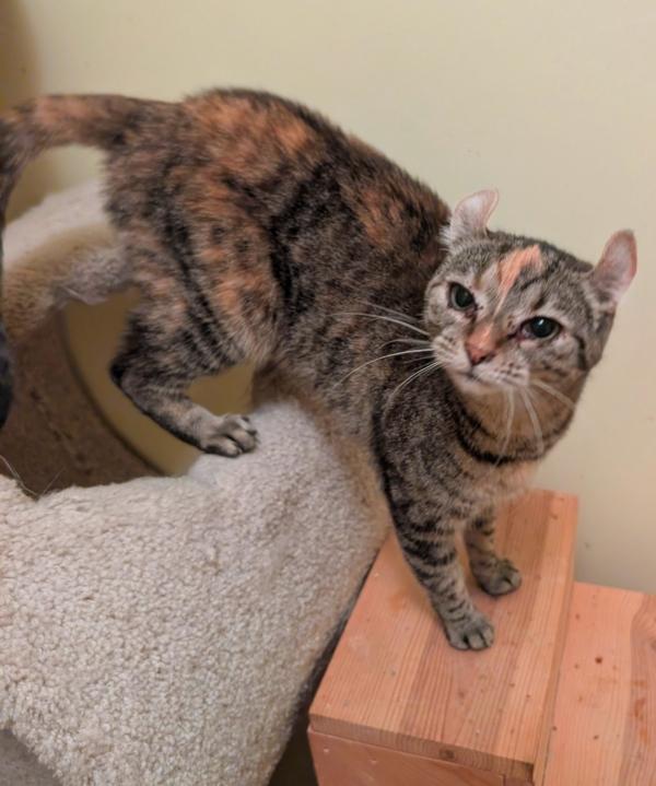 Curly Sue thumbnail 2